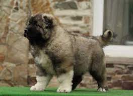 Caucasian Shepherd Puppies For Sale Adorable Caucasian Shepherd Puppy Ftgh Pets Horses In Nsw For Caucasian Dog Caucasian Shepherd Dog Caucasian Shepherd