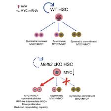 M6a Rna Methylation Maintains Hematopoietic Stem Cell