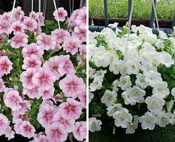 Tanaman mawar termasuk ke dalam tanaman yang adaptif dan mudah menyesuaikan diri dengan lingkungan tumbuhnya. Orang Lain Tanam Petunia Ni Subur Je Nampak Tapi Bila Kita Tanam Asyik Tak Menjadi Ni Sebabnya Kena Tahu Keluarga