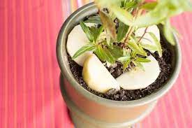 How To Use Vinegar To Get Rid Of Fungus Gnats On A House Plant 1000 Fungus Gnats House Plant Rid Vinegar Gnats In House Plants Plants House Plants