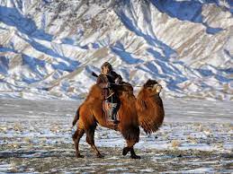 Go to tibet ride a camel. Pin On Travel