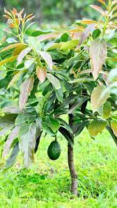 They are beautiful trees, providing cool shade and abundant fruit. Avocado Tree Super Hass Variety Grafted