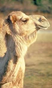 Play camel album song mp3 by hajiem and download camel song on gaana.com. Camels