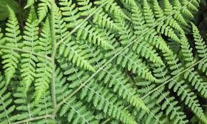 Image result for Hypolepis sparsisora