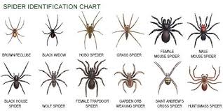 Pin On Creepy Crawlys