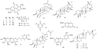 Image result for Syzygium rowlandii