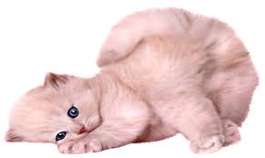 Cartoon cat is a hostile cryptid and an urban legend created by canadian horror artist, trevor henderson. Download Beautiful And Cute Cartoon Cat Vector Image White Kitten Transparent Background Png Image With No Background Pngkey Com