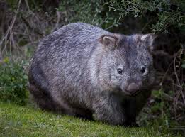 Henry The Common Wombat Vombatus Ursinus Cute Wombat Common Wombat Australia Animals