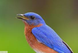 We did not find results for: Juvenile Eastern Bluebird Pictures
