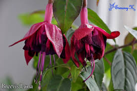 Pin By Fuksii V Ukraine On Fuksii Iz Interneta Garden Plants Fuchsia