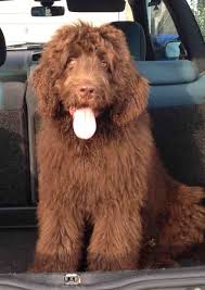 The goal of crossing these two breeds is to produce puppies that incorporate the regal look and gentle, companionable nature of the newfoundland and the devotion, intelligence, and. Newfoundland Poodle 15 Free Hq Online Puzzle Games On Newcastlebeach 2020