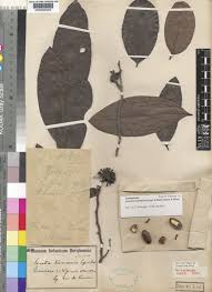 Image result for Annickia ambigua