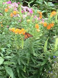 Monarchs Love Milkweed Aquatic Plants Plants Milkweed