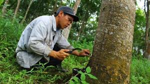 Check spelling or type a new query. Harga Getah Karet Di Bungo Capai Rp 12 Ribu Per Kilogram Tribun Jambi