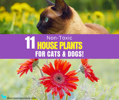 Allergic dermatitis with repeated dermal exposure (berry ingestion could result in gastric upset, including i am enraged at the fact that florists and other retailers do not have to label flowers as toxic to pets and children. 11 House Plants Safe For Cats And Dogs The Organic Goat Lady