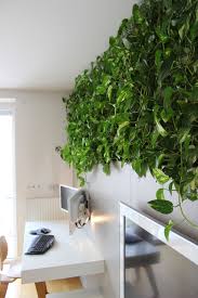 Maybe you would like to learn more about one of these? Your Guide To Growing A Money Plant At Home