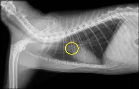 Renal (kidney) cancer is generally rare in cats. Lymphoma In Cats Mar Vista Animal Medical Center