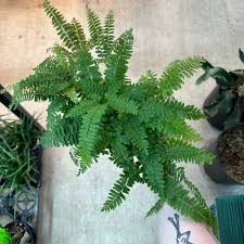 Image result for Adiantum hispidulum