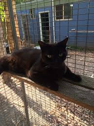 West side pet hospital paws inn. Four Paws Inn 21 Bayel Dr Koorainghat Nsw 2430 Australia