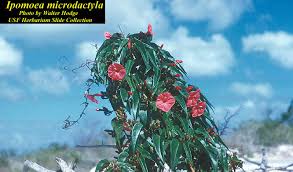 Image result for Ipomoea heterotricha