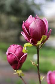 Order Order Gardening Blog 99roots Com Botanischer Garten Stauden Pflanzen Garten