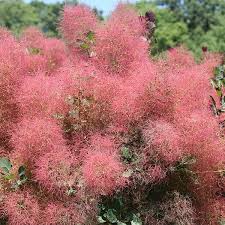 Image result for Cotinus coggygria