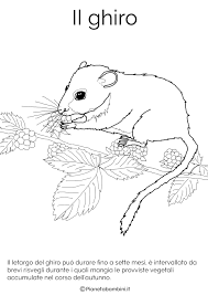 Disegni Di Animali Che Vanno In Letargo Da Colorare Disegnare Animali Animali Disegni