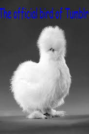 The Official Bird Of Tumblr Peyton S Fluffy Chicken Know Your Meme