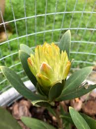 Image result for Protea welwitschii