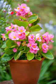 Maybe you would like to learn more about one of these? 15 Easiest Flowers To Grow Easy Flowers To Grow In Your Garden
