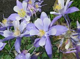 Noteworthy characteristics native from montana to arizona and new mexico. Colorado Columbine Chasm Lake Rocky Mountain National Park Colorado