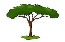 Acacia Tree Stock Illustrations 3 003 Acacia Tree Stock Illustrations Vectors Clipart Dreamstime The drawing may be purchased as wall art, home decor, apparel, phone cases, greeting cards, and more. acacia tree stock illustrations 3 003