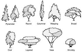 Tree Crowns Tree Shapes Shapes Images Identifying Trees