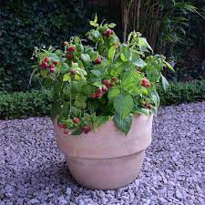 See raspberry plant stock video clips. Raspberry Plants Yummy Dobies