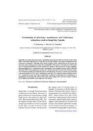 Image result for Afrocarpus usambarensis