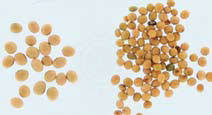 Soybean Seed Size Does Not Affect Yield Performance