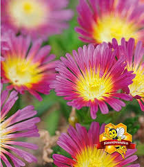 Winterharte Eisblume Hot Pink Wonder 3 Pflanzen Pflanzen Winterharte Blumen Mittagsblume