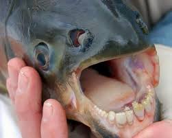Well, what do you know? What Fish Is This Trivia Questions Quizzclub