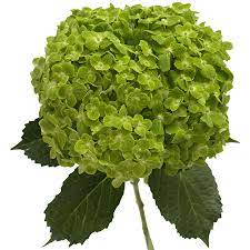 Green Emerald Hydrangeas Hydrangea Flower Green Hydrangea Hydrangea