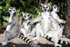 10 Animais Que Sao Fofos Na Internet Mas Nao Devem Ser Domesticados
