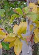 Image result for Ochna pulchra