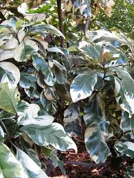 Image result for Pisonia