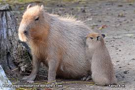 Image result for Paratheria