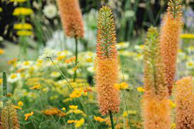 12 Plants To Grow In Dry Soil Dry Garden Shade Garden Plants Plants To Grow