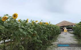 Tumbuhan ini memiliki ciri yang khas seperti bentuk besar, kebanyakan berwarna kuning terang, dengan kepala. Bernama Ladang Bunga Matahari Tarikan Terbaharu Di Bagan Datuk
