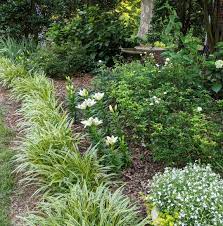 White carpet border lilies | breck's. Proplugger The White Carpet Border Lilies We Purchased Facebook