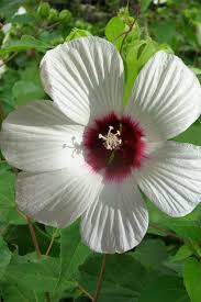 Image result for Hibiscus mechowii
