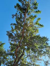 Image result for Acacia sieberiana