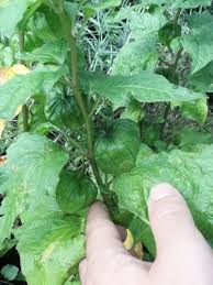 Image result for Physalis lagascae