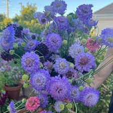 Image result for Scabiosa